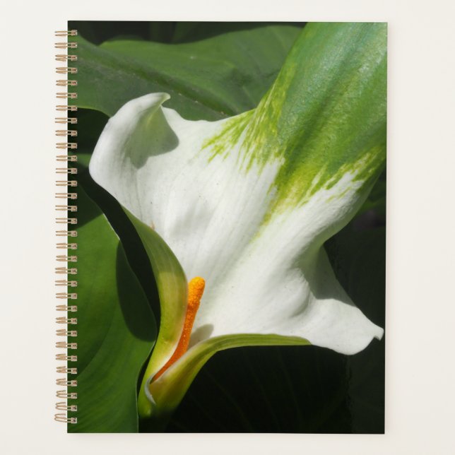 Calla Lily, Zantedeschia Planner (Front)