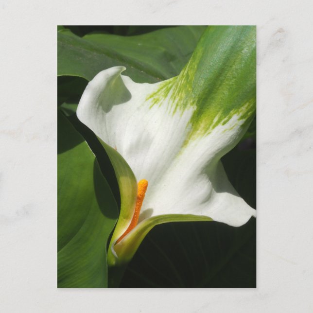 Calla Lily, Zantedeschia Postcard (Front)