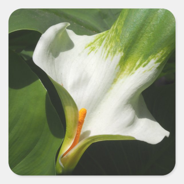 Calla Lily, Zantedeschia Square Sticker (Front)