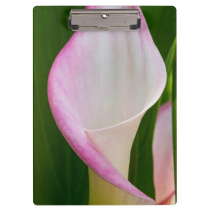 Calla Pano Clipboard