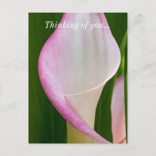 Calla Pano Thinking Of You Postcard