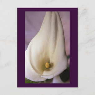 Callalilies Postcard