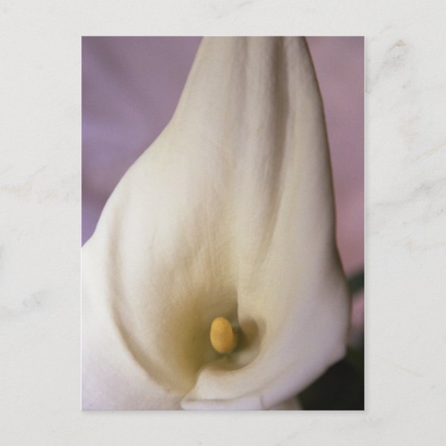 Callalily Postcard (Front)
