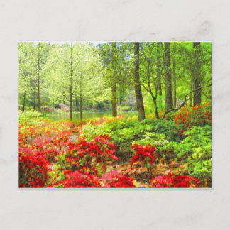 Callaway Azaleas Postcard