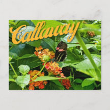 Callaway Garden Butterfly Flower Georgia Postcard