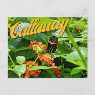 Callaway Garden Butterfly Flower Georgia Postcard