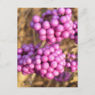 Callicarpa bodinieri (pink) - Postcard