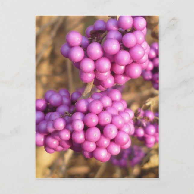 Callicarpa bodinieri (pink) - Postcard (Front)