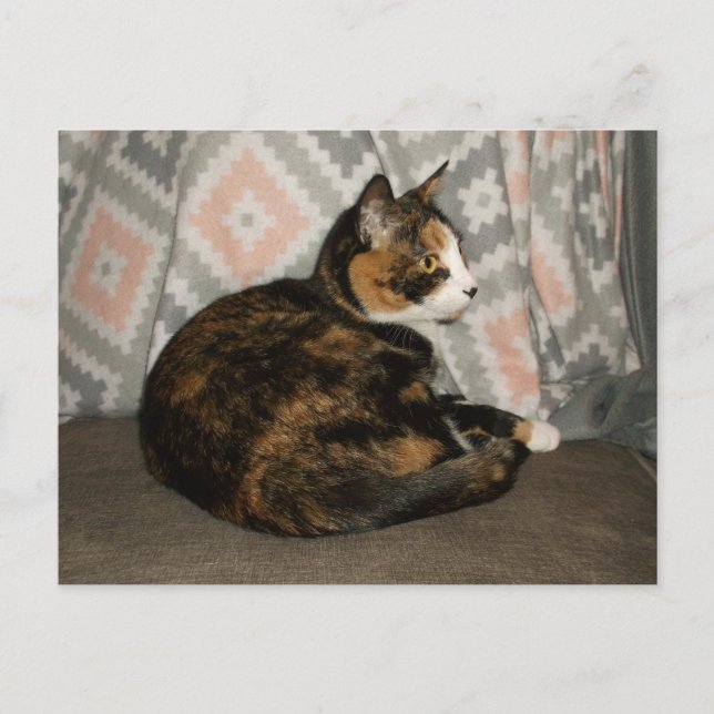 Callie Cat on Sofa Postcard (Front)