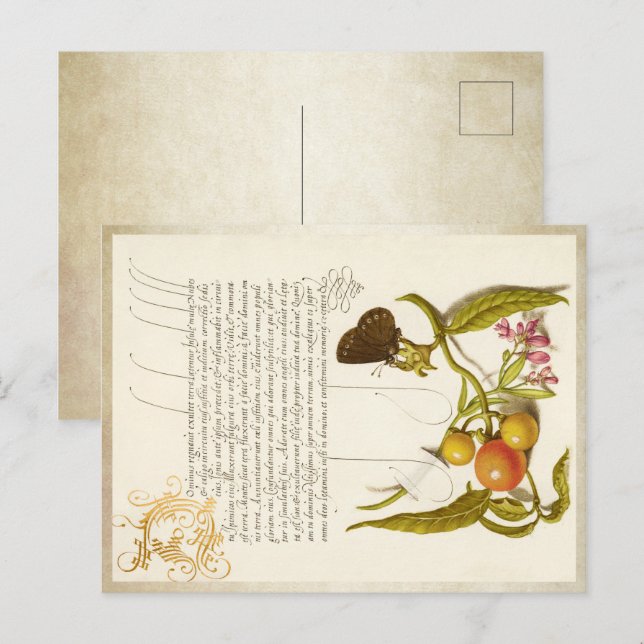 Calligraphy gilded initial vintage plants ringlet holiday postcard (Front/Back)