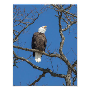 Calling Bald Eagle Photo Print