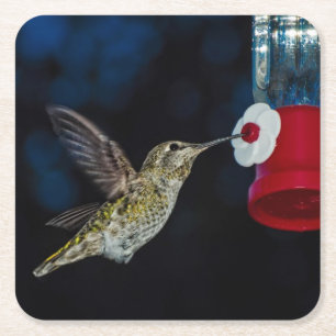 Calliope Hummingbird at a feeder Drink Coaster