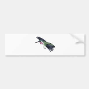 Calliope Hummingbird Bumper Sticker