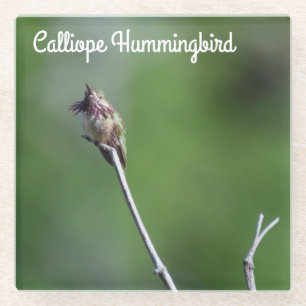 Calliope Hummingbird Glass Coaster