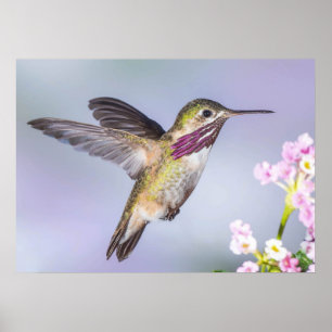 Calliope Hummingbird in Flight Poster
