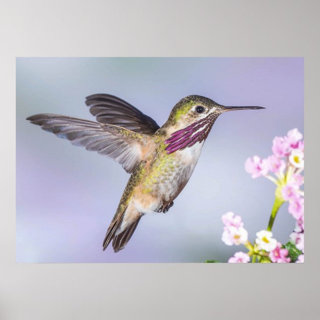 Calliope Hummingbird in Flight Poster (Front)