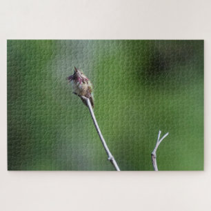 Calliope Hummingbird Jigsaw Puzzle