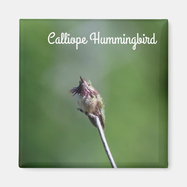 Calliope Hummingbird Magnet (Front)