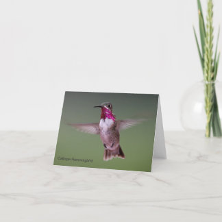 Calliope Hummingbird Note Card