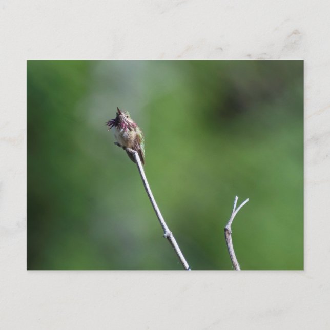 Calliope Hummingbird Postcard (Front)
