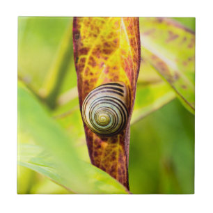 calm attachment ceramic tile