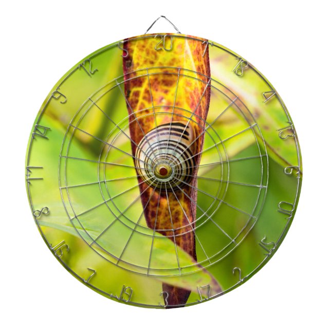 calm attachment dartboard (Front)