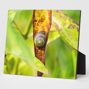 calm attachment plaque