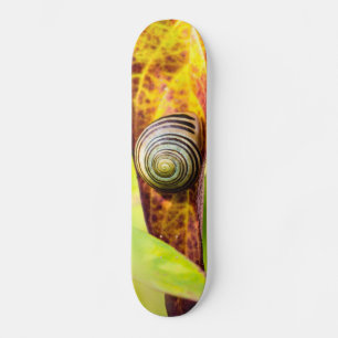 calm attachment skateboard