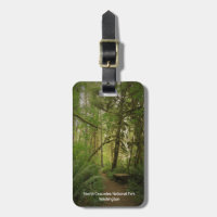 Calm Green Forest Trail in Washington