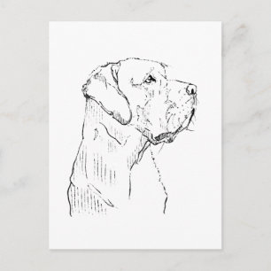 Calm Labrador Retriever Postcard