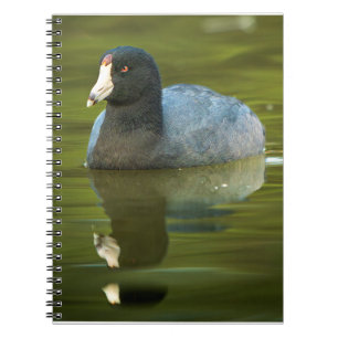 Calm Reflection — American Coot on Still Water Notebook
