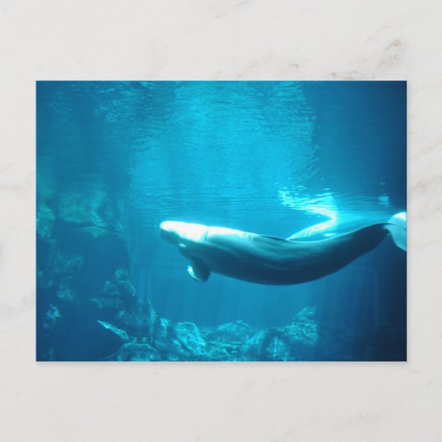 Calm Sea Postcard (Front)