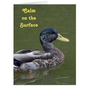 Calm, Yet Crazy Duck