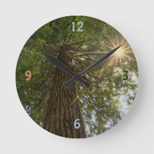 Calming Sequoia With Sunburst Nature Photo Round Clock