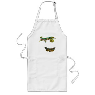 Calocampa vetusta caterpillar and Adult Long Apron