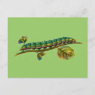 Calocampa vetusta caterpillar postcard