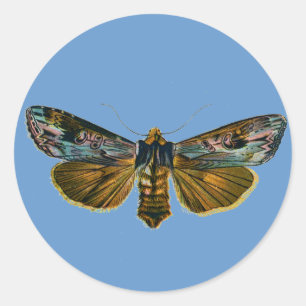 Calocampa vetusta classic round sticker