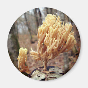 Calocera viscosa Mushroom Magnet