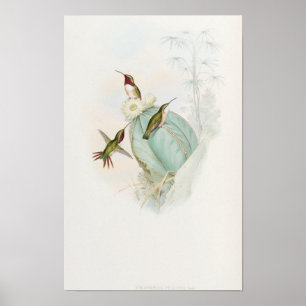 Calothorax Pulcher Hummingbirds by John Gould Poster