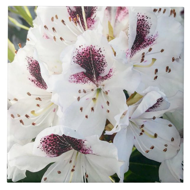 Calsap Rhododendrons Ceramic Tile (Front)
