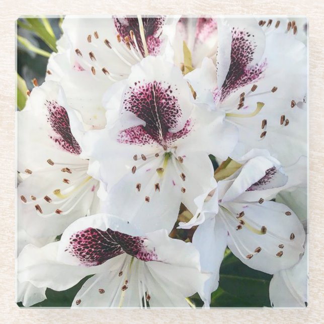 Calsap Rhododendrons Glass Coaster (Front)