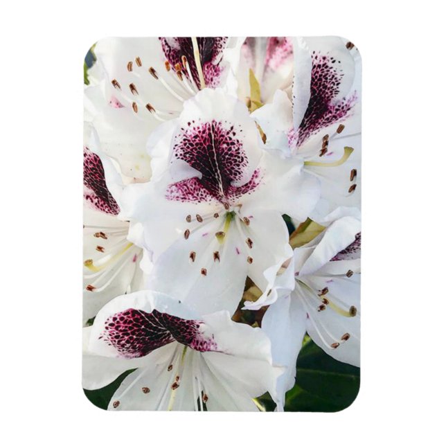 Calsap Rhododendrons Magnet (Vertical)