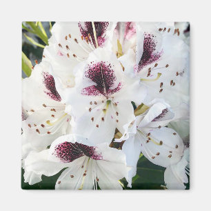 Calsap Rhododendrons Magnet