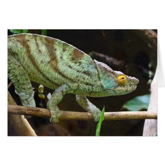 Calumma Parsonii (Front Horizontal)