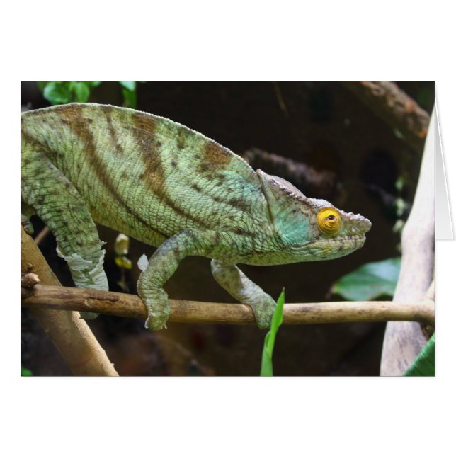 Calumma Parsonii (Front Horizontal)