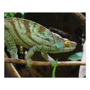 Calumma Parsonii Poster