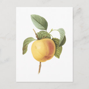 Calville apple(Malus sp.) by Redouté Postcard