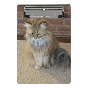 Calypboard Mini Clipboard