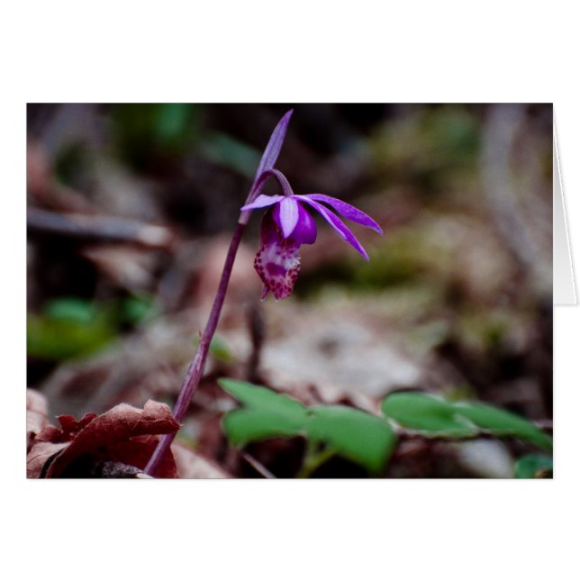 Calypso Orchid (Front Horizontal)