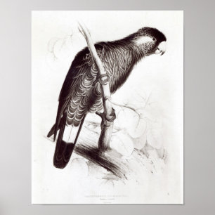 Calyptorhynchus Baudinii, or Baudin's Cockatoo Poster